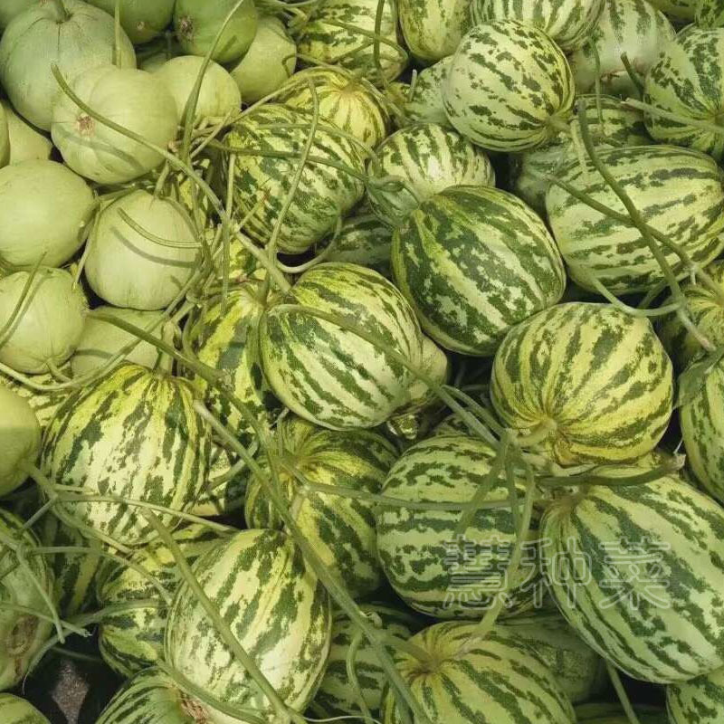 十里香甜瓜种子八里香甜香掉牙花皮甜瓜种子早熟高糖