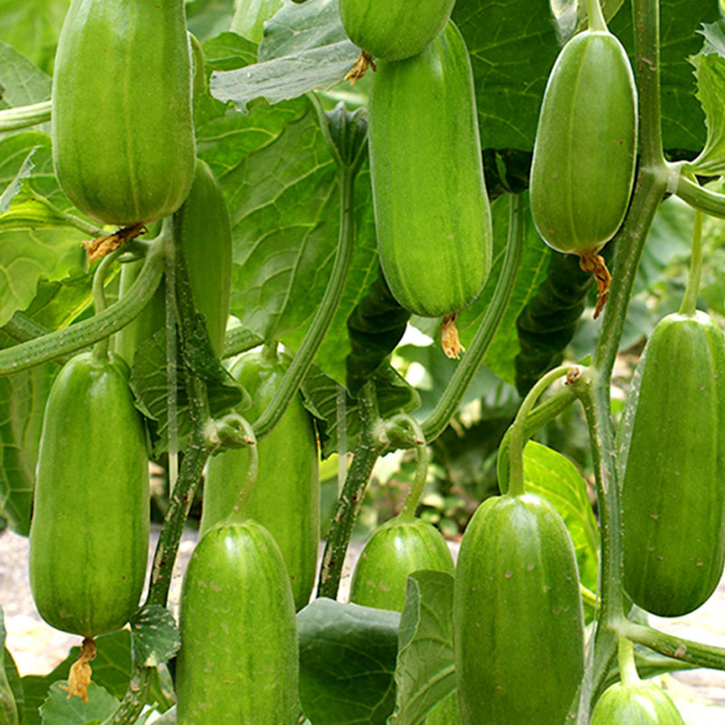 菜瓜种子八棱脆菜瓜青瓜甜瓜嫩瓜种籽香脆菜瓜春秋种植