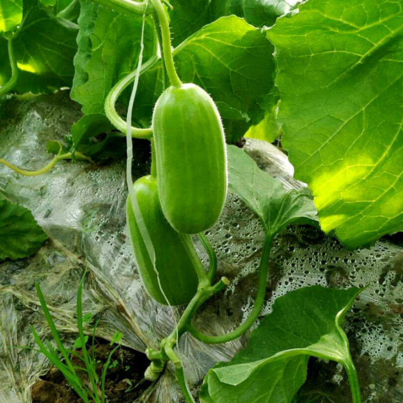 菜瓜种子八棱脆菜瓜青瓜甜瓜嫩瓜种籽香脆菜瓜春秋种植