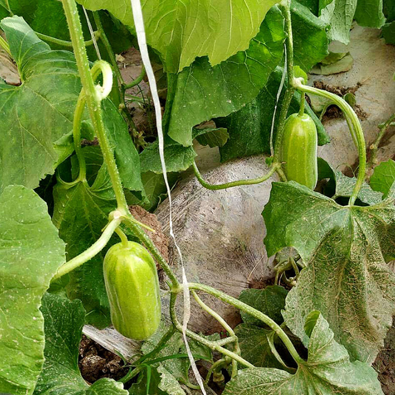 菜瓜种子八棱脆菜瓜青瓜甜瓜嫩瓜种籽香脆菜瓜春秋种植
