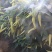 小米椒种籽白玉小米辣种子朝天辣椒很辣蔬菜泡椒籽盆栽种籽