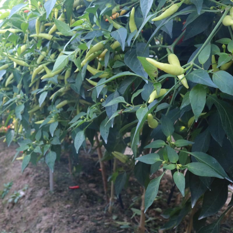 小米椒种籽白玉小米辣种子朝天辣椒很辣蔬菜泡椒籽盆栽种籽