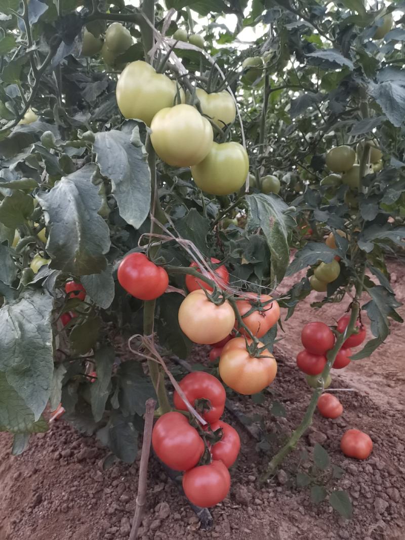 金粉88番茄种子粉果水果番茄中早熟硬果陆地栽厚皮高秧大果