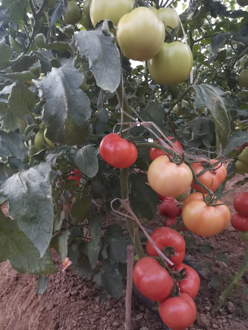 金粉88番茄种子粉果水果番茄中早熟硬果陆地栽厚皮高秧大果