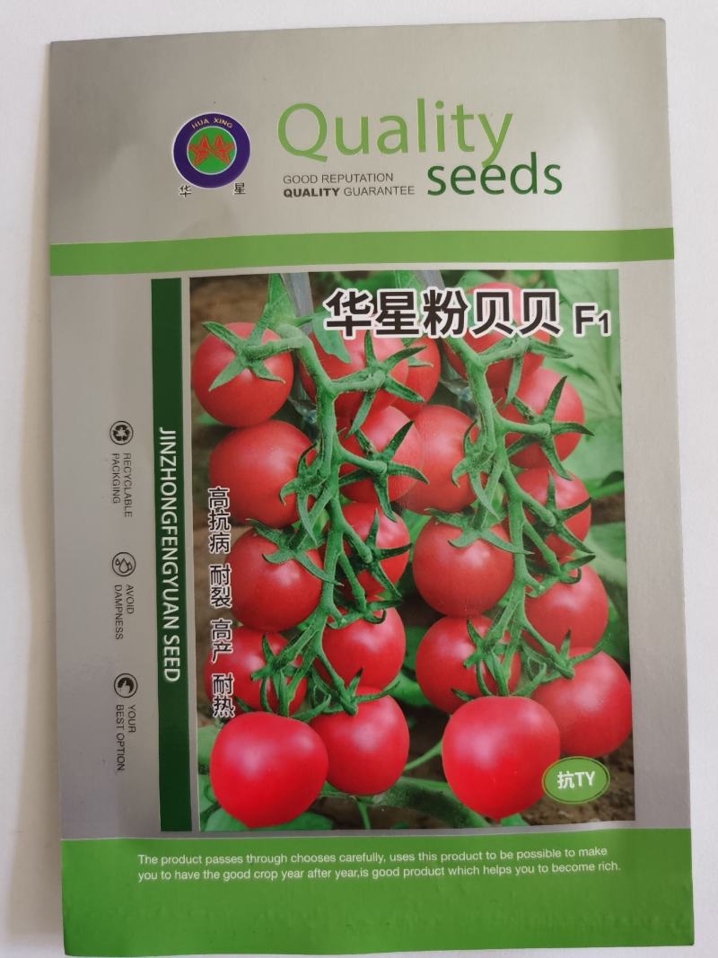 粉贝贝番茄种子圣女果樱桃番茄水果小西红柿采摘园