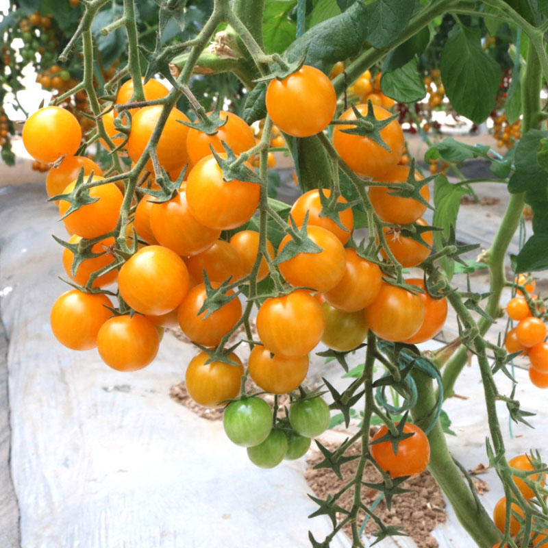 小皇后F1小番茄樱桃黄番茄种子小西红柿种籽水果型