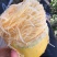 金丝瓜种子金丝绞瓜种籽粉丝瓜鱼翅瓜角瓜秋播蔬菜种子
