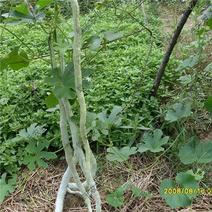 蛇丝瓜种子蛇豆种籽蛇瓜种子长廊春秋露地大棚种植