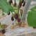 泰国金丝茄种子花茄子早熟杂交彩纹茄子种籽杂交品种
