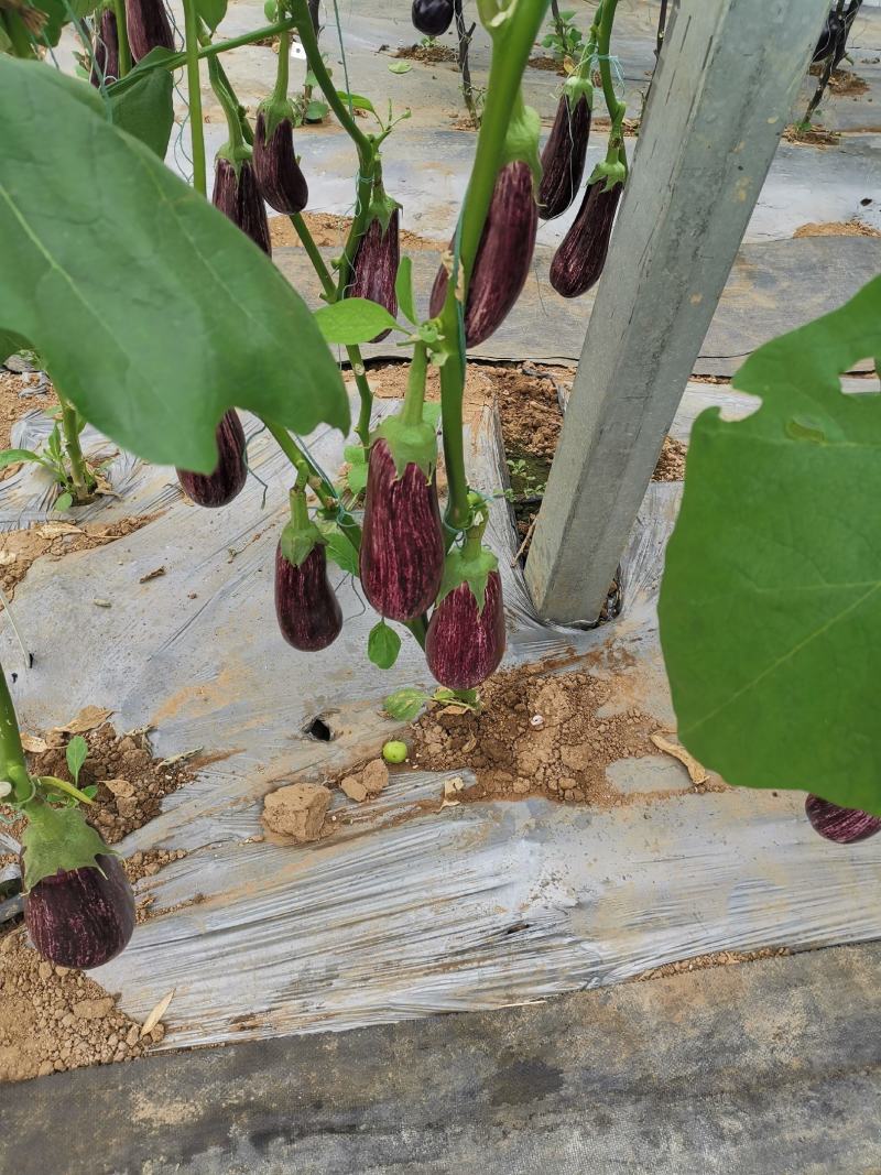 泰国金丝茄种子花茄子早熟杂交彩纹茄子种籽杂交品种