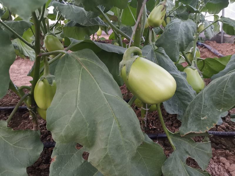 绿冠茄子种子早熟抗病强高产茄种籽果形大露地大棚种植