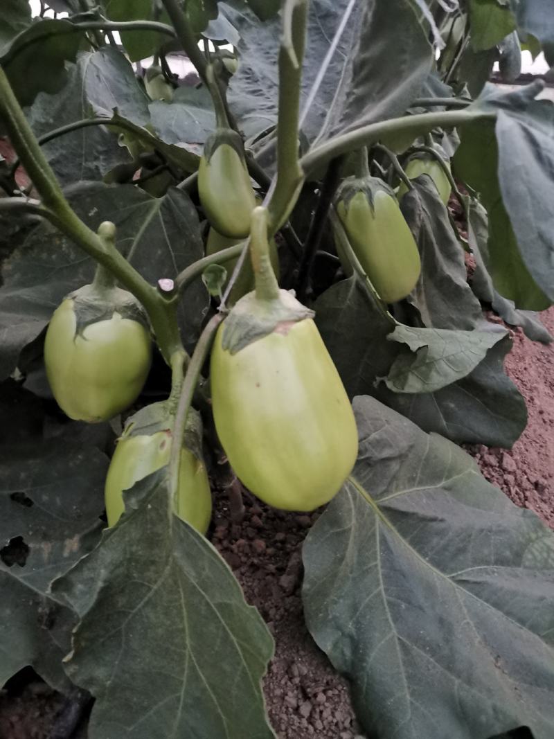 绿冠茄子种子早熟抗病强高产茄种籽果形大露地大棚种植