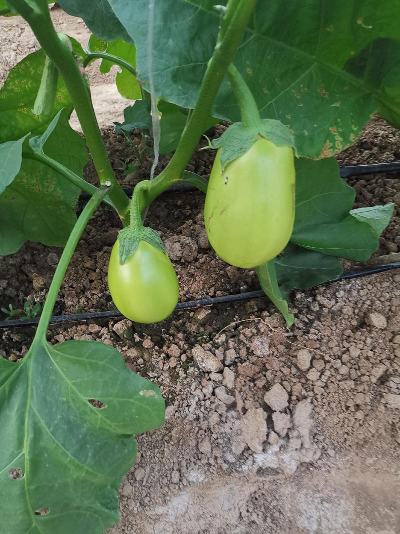 绿冠茄子种子早熟抗病强高产茄种籽果形大露地大棚种植