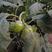 绿冠茄子种子早熟抗病强高产茄种籽果形大露地大棚种植