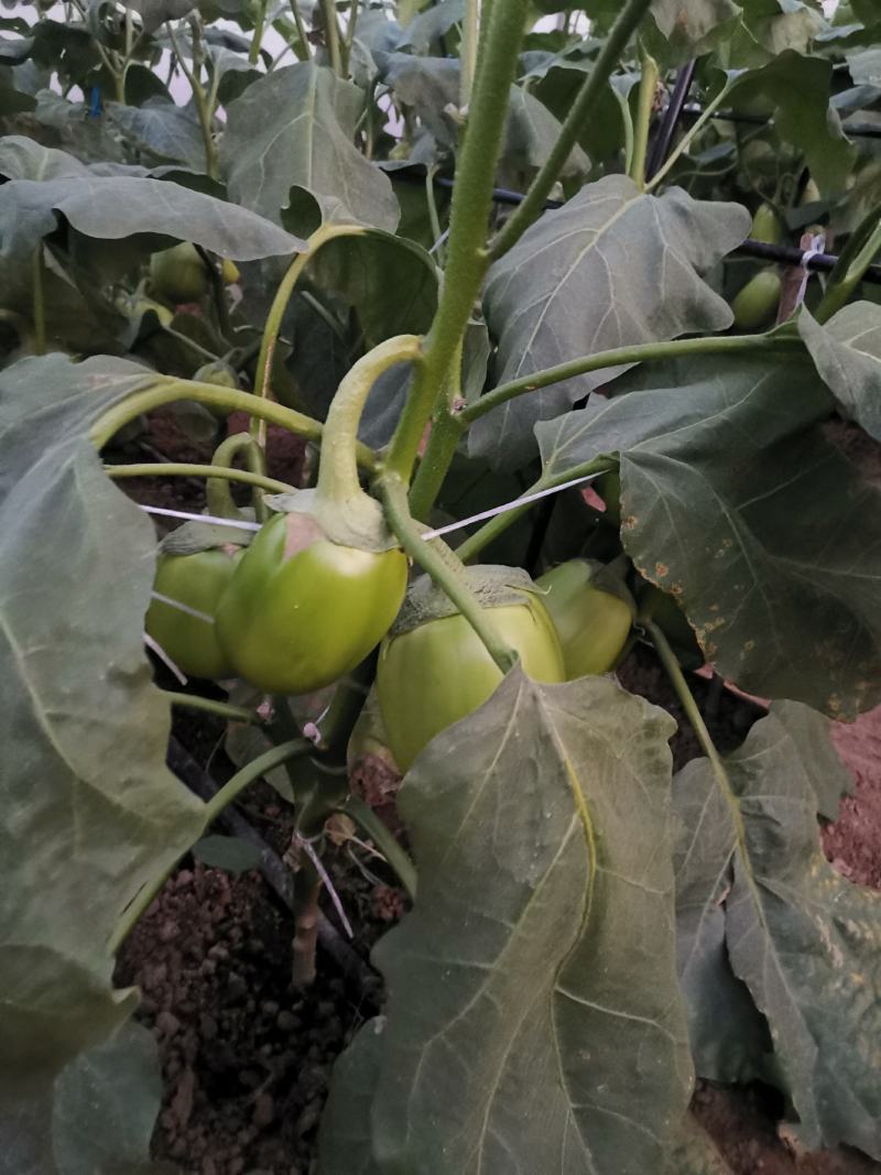 绿冠茄子种子早熟抗病强高产茄种籽果形大露地大棚种植