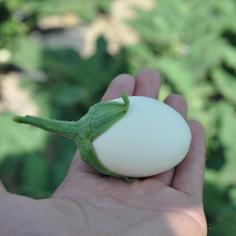 白蛋茄种子鸡蛋茄金银茄盆栽袖珍茄子口感好四季蔬菜种子