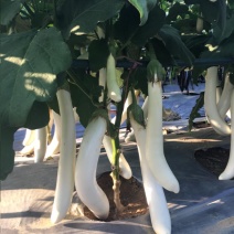 白长茄子种子白雪公主长茄种子抗逆性洁白茄子适应强