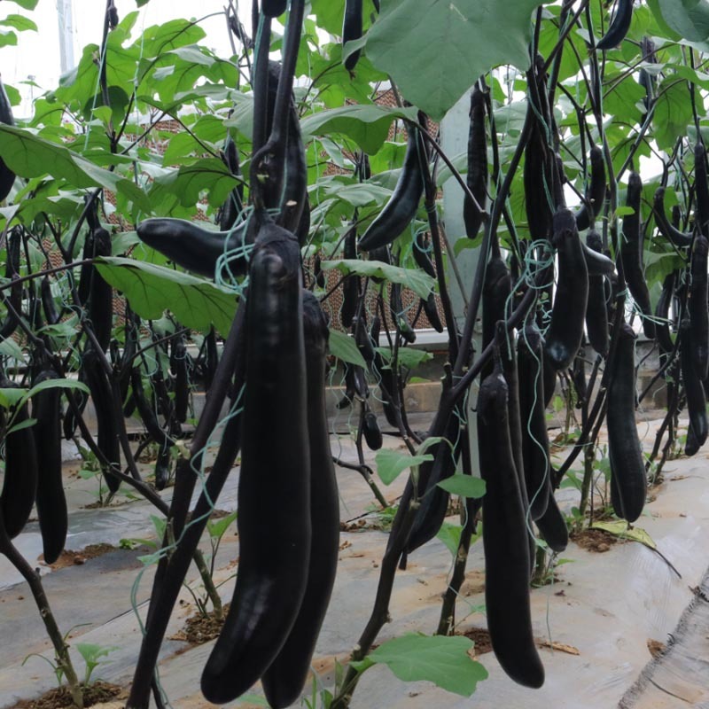 黑长茄种子黑先锋长茄子软糯油亮春秋露地栽烧早熟中长紫黑