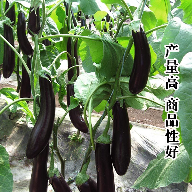 黑鉓莉茄子种子绿萼杂交黑长早熟绿把茄子基地种植