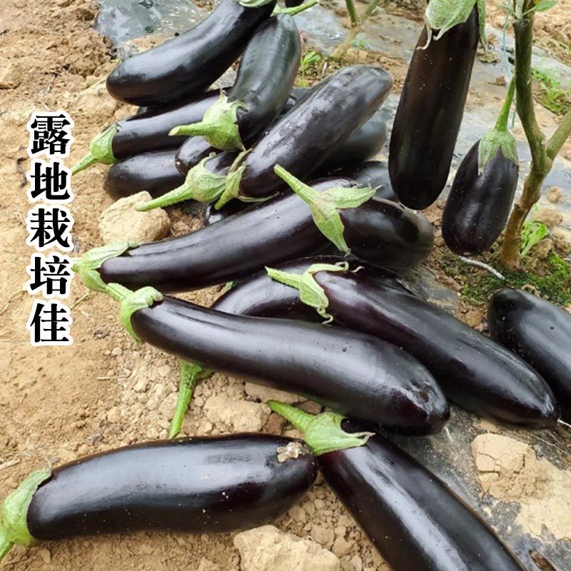 黑鉓莉茄子种子绿萼杂交黑长早熟绿把茄子基地种植