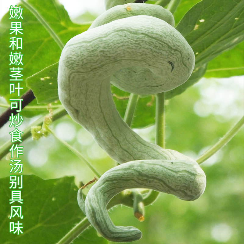 蛇豆种子蛇瓜种子春播四季盆栽观赏食用爬藤阳台庭院种籽蔬菜