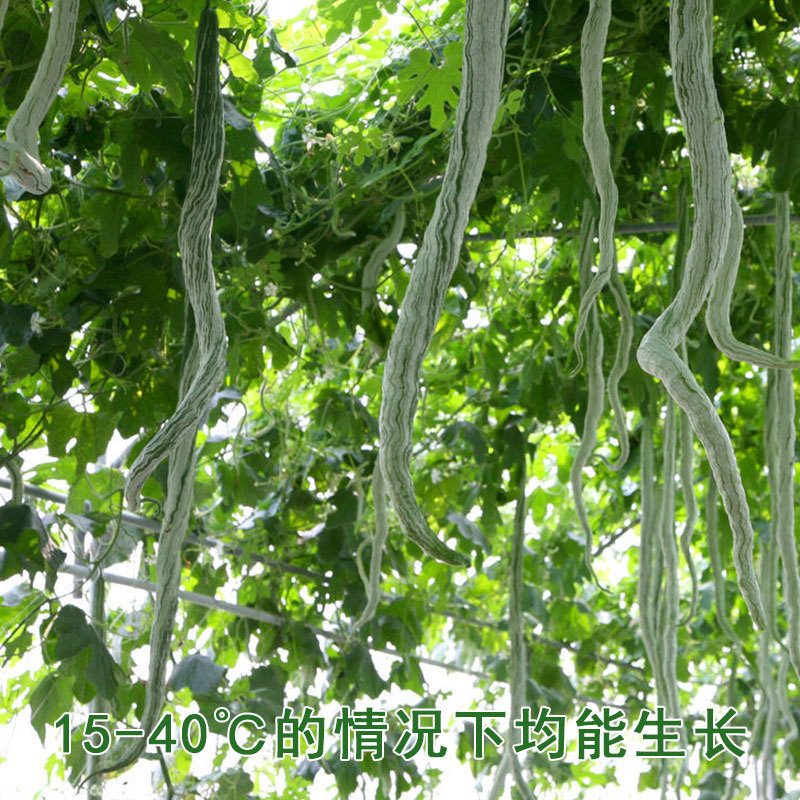 蛇豆种子蛇瓜种子春播四季盆栽观赏食用爬藤阳台庭院种籽蔬菜