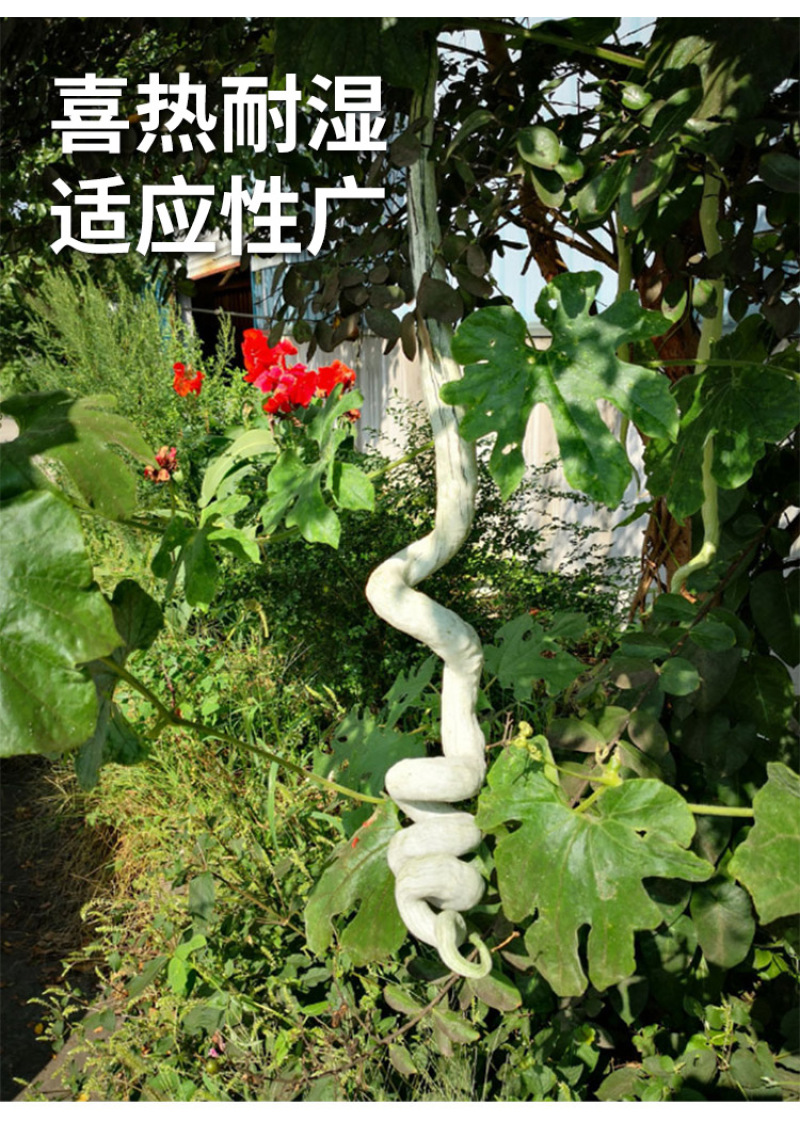 蛇豆种子蛇瓜种子春播四季盆栽观赏食用爬藤阳台庭院种籽蔬菜