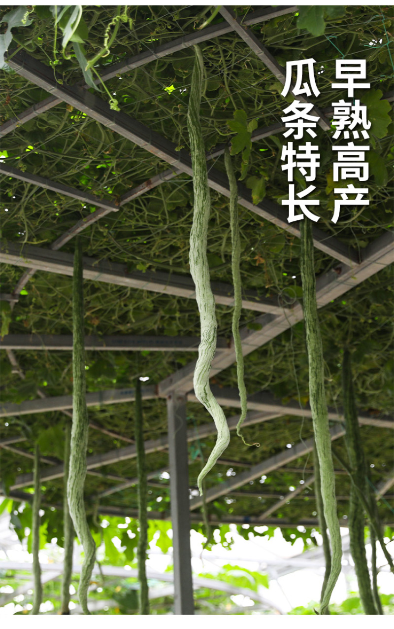 蛇豆种子蛇瓜种子春播四季盆栽观赏食用爬藤阳台庭院种籽蔬菜