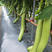 绿长茄子种子青茄子耐寒水果型中果茄高产品种早熟