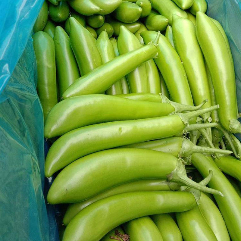 绿长茄子种子青茄子耐寒水果型中果茄高产品种早熟