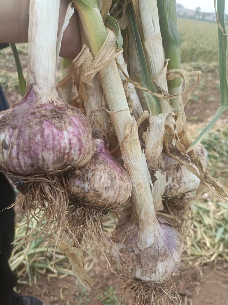 大蒜，山东种植基地，紫皮杂交蒜，可种可吃产地直发全国发