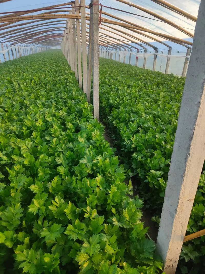 《实力商家》优质大棚西芹65cm起山东芹菜一手货源