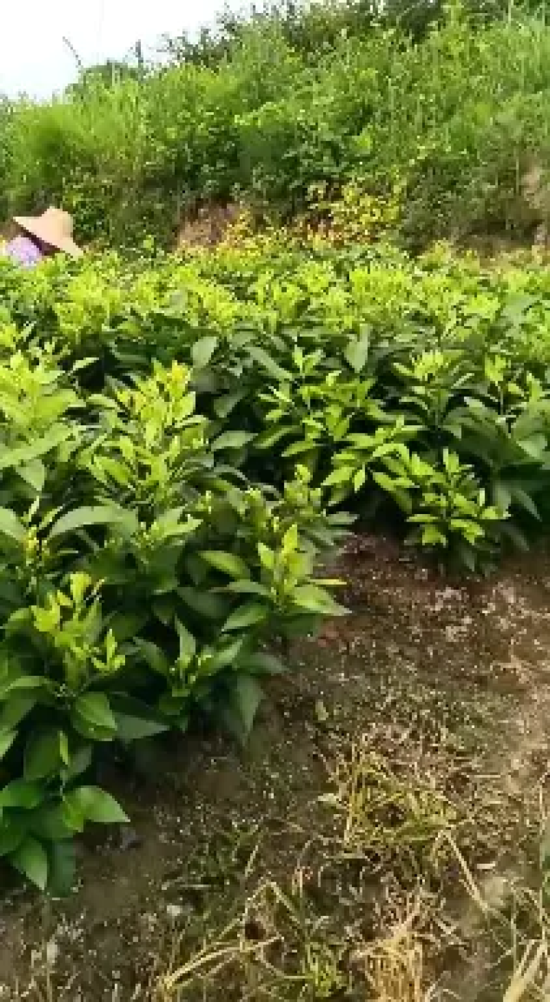 全国出售爱媛28红美人苗，含糖度高化渣，十月底成熟，售后无忧