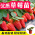 脱毒草莓苗红颜甜宝妙香七号天仙醉苗圃直销