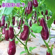 泰国金丝茄种子花茄子早熟杂交彩纹茄子种籽杂交品种