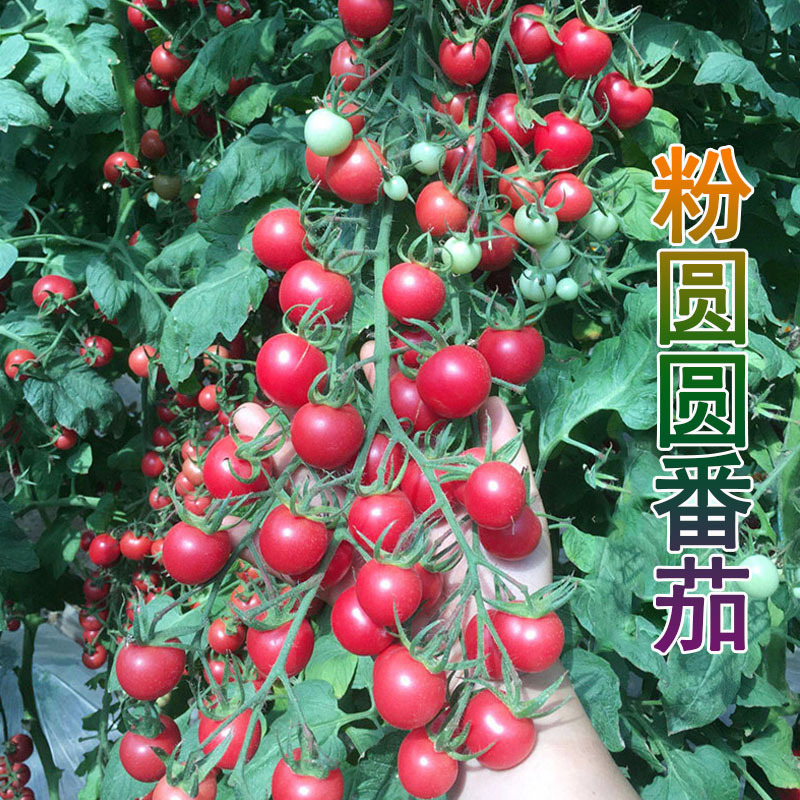 粉圆圆圣女果种子樱桃番茄种子早熟水果西红柿种籽小番茄