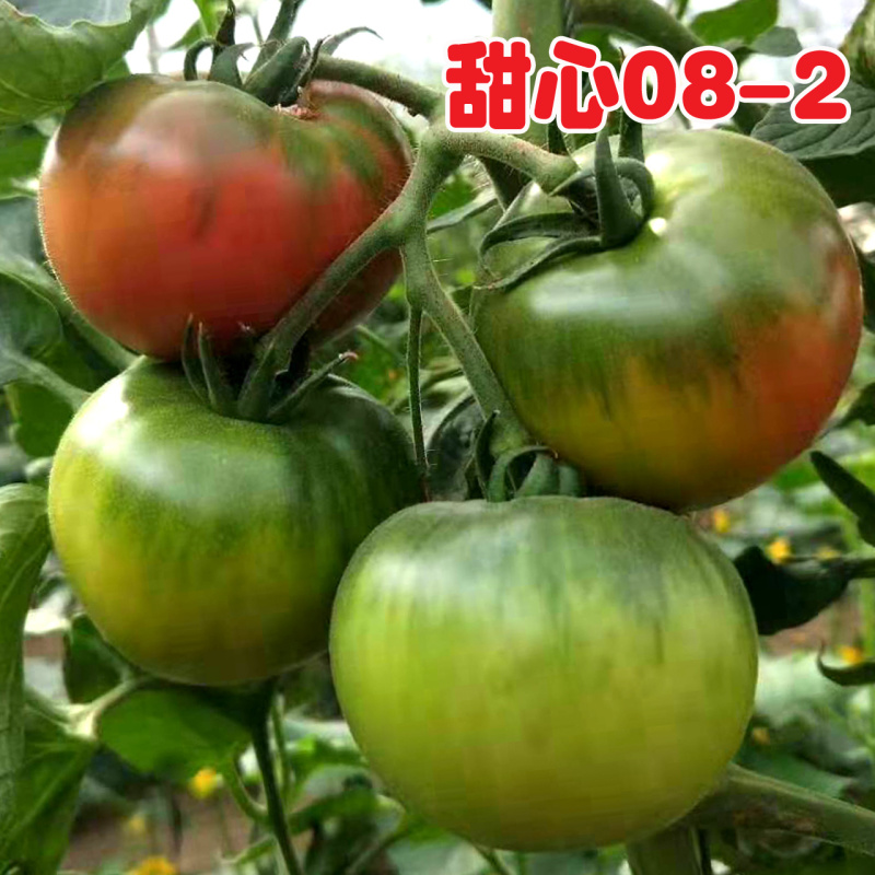 草莓番茄种子甜心08-2铁皮柿子种籽酸甜西红柿种北蔬农业