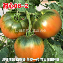 草莓番茄种子甜心08-2铁皮柿子种籽酸甜西红柿种北蔬农业