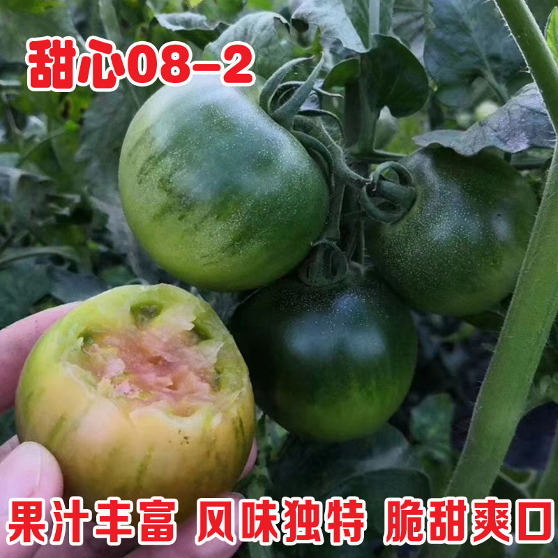草莓番茄种子甜心08-2铁皮柿子种籽酸甜西红柿种北蔬农业