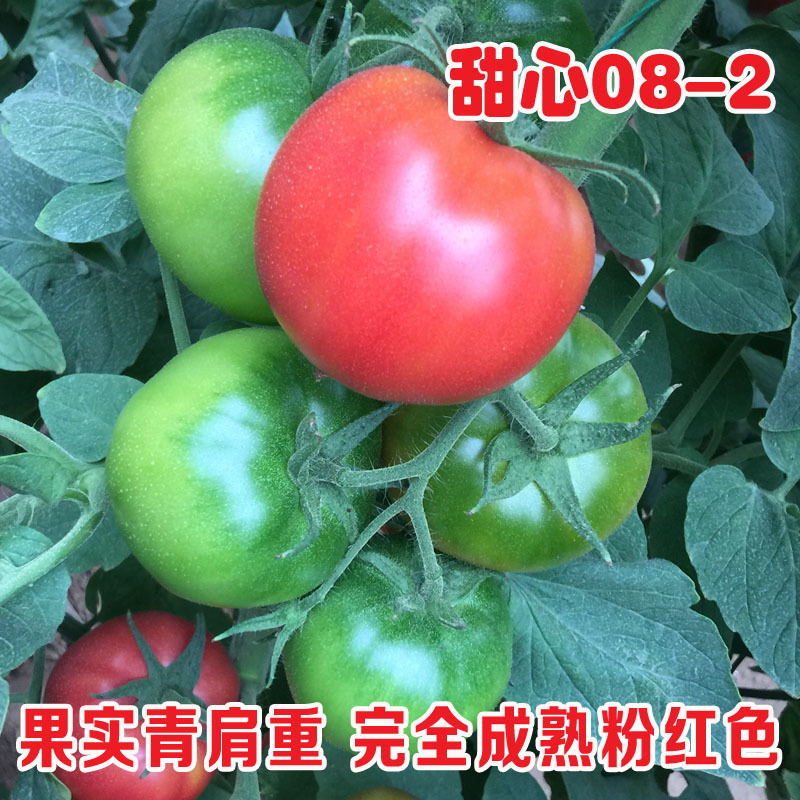 草莓番茄种子甜心08-2铁皮柿子种籽酸甜西红柿种北蔬农业
