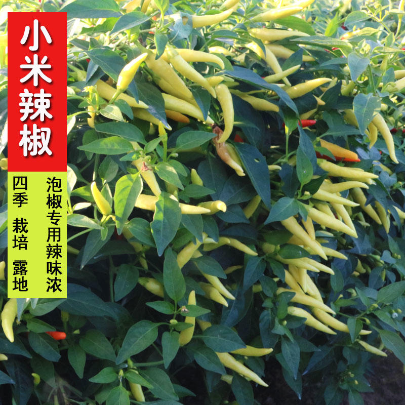 小米椒种籽白玉小米辣种子朝天辣椒很辣蔬菜泡椒籽盆栽种籽