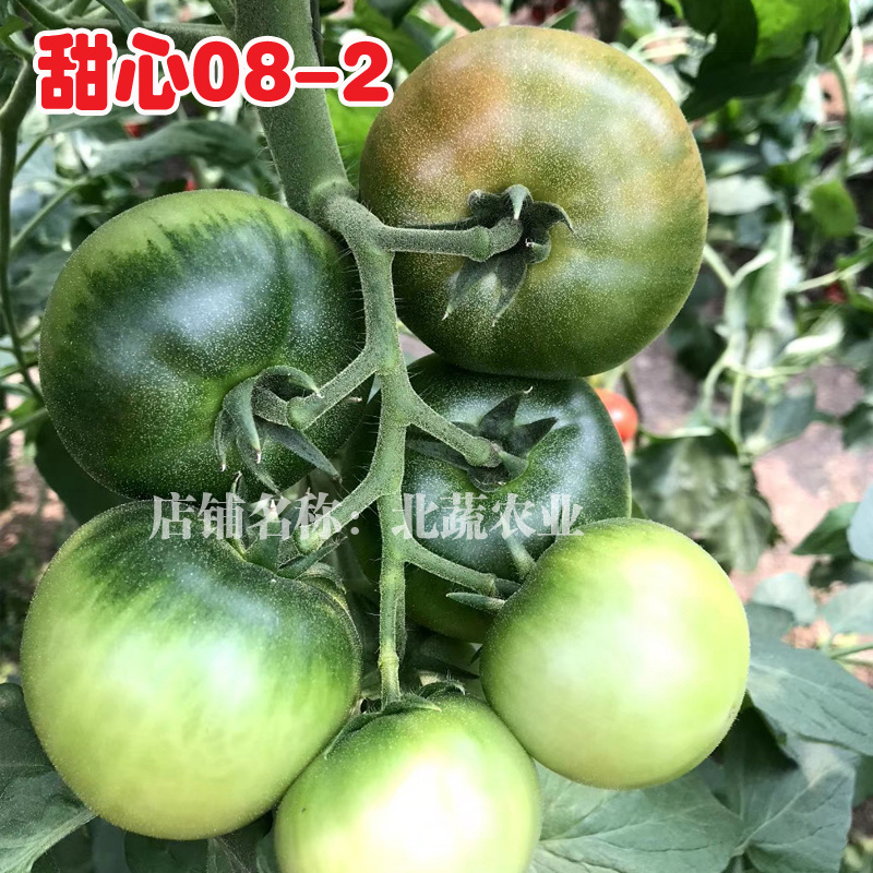 草莓番茄种子甜心08-2铁皮柿子种籽酸甜西红柿种北蔬农业