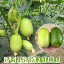 玉女黄瓜种子金童玉女黄瓜种子水果黄瓜种籽春秋种植