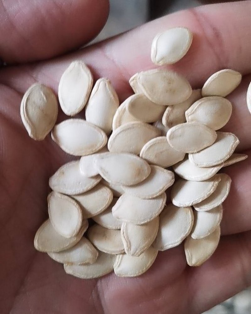 香蕉西葫芦种子黄皮西葫芦短蔓冠西葫水果金黄可生食耐热