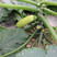 凯帅2号西葫芦种子瓜条顺直翠绿节节有瓜春夏秋种植基地