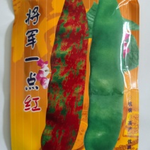 油豆种子架豆籽中早熟豆角无筋豆籽油豆角新鲜开锅烂面豆角