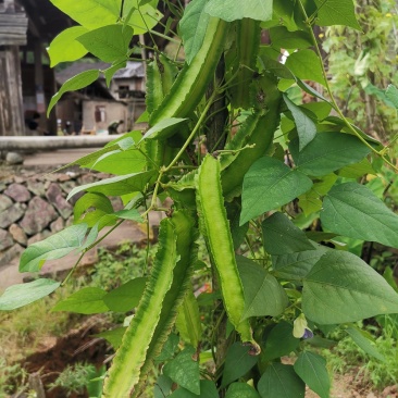 四棱豆种子四角豆皇帝豆香龙豆搭架作物高产春秋种植