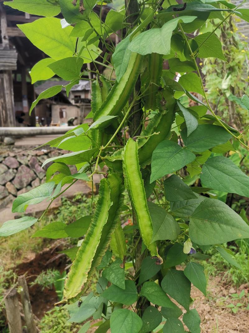 四棱豆种子四角豆皇帝豆香龙豆搭架作物高产春秋种植