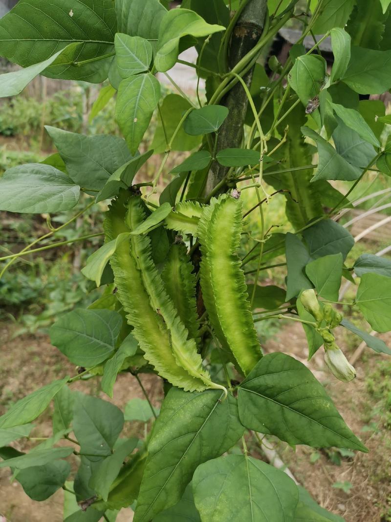 四棱豆种子四角豆皇帝豆香龙豆搭架作物高产春秋种植