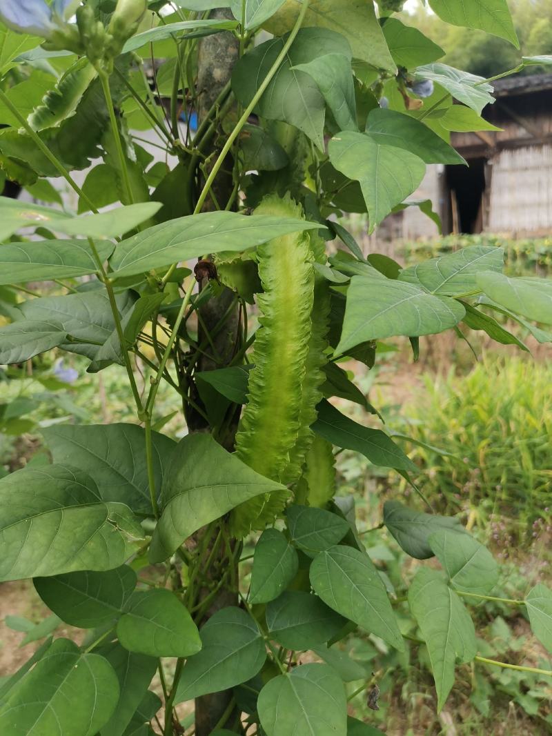 四棱豆种子四角豆皇帝豆香龙豆搭架作物高产春秋种植